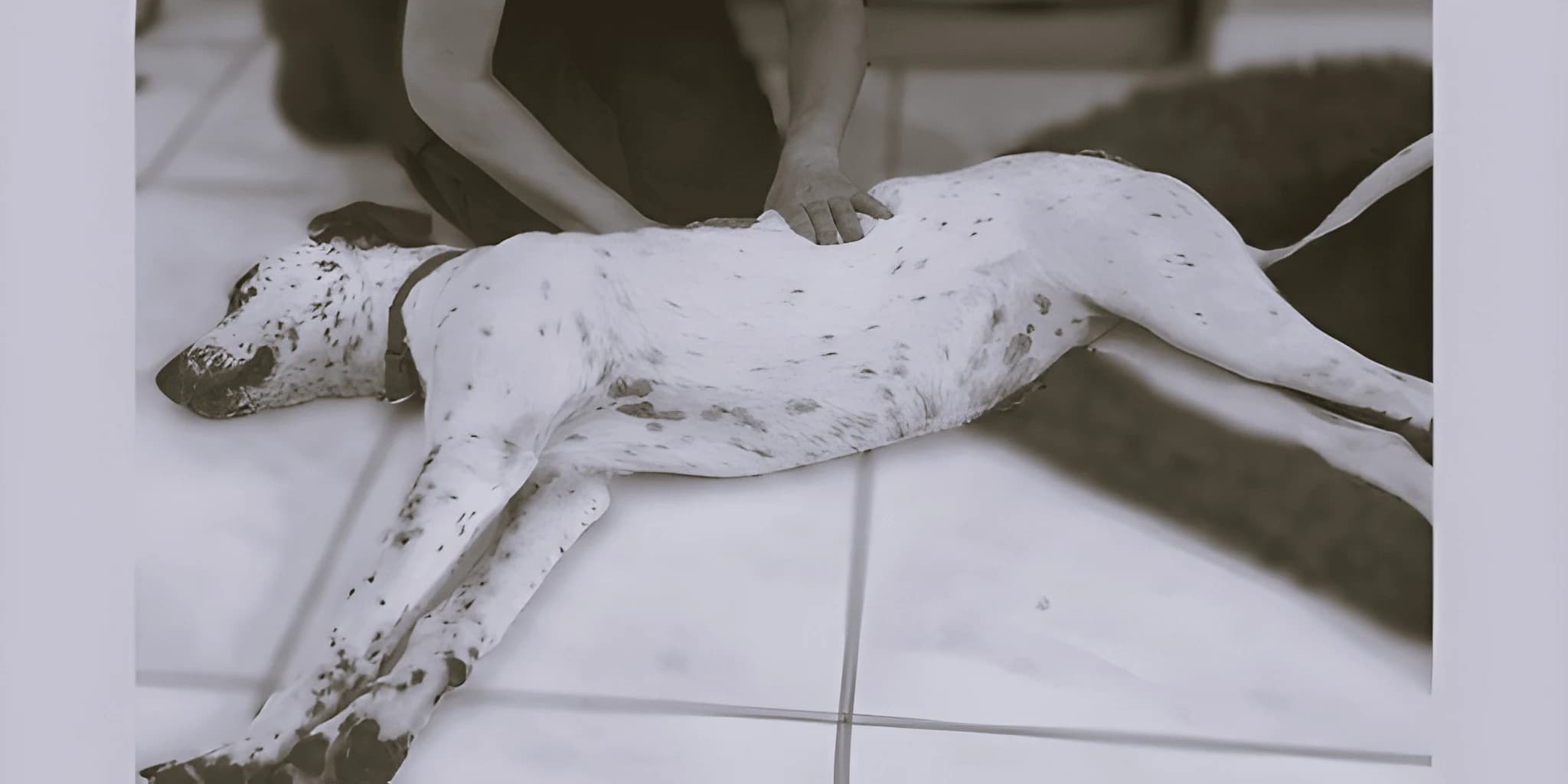 Pat'tâte - Massage animalier bien-être animal