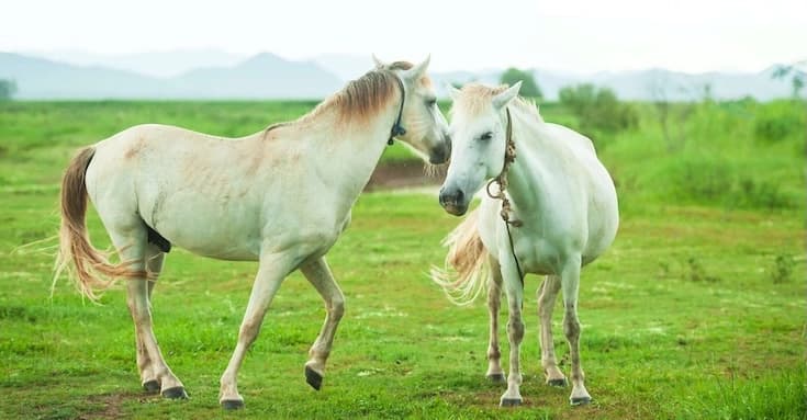 Communication animale